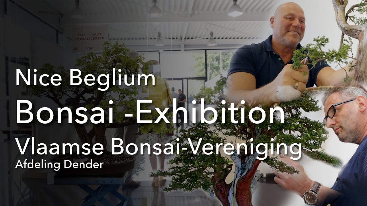 Bonsai - Exhibition im Belgium with the great Demonstrators Carlos van der Vaart and Jörg Derlien