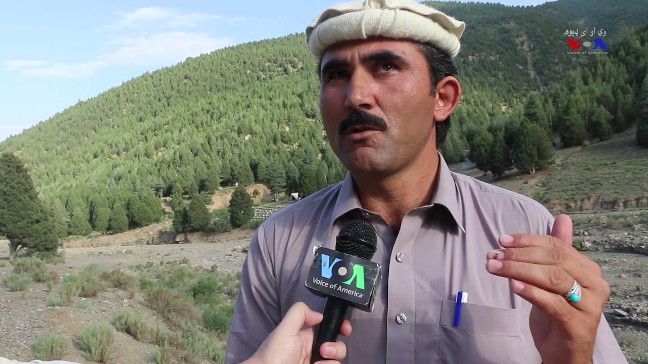 Waziristan is home to some of the world's most unique forests, Chilgoza pine