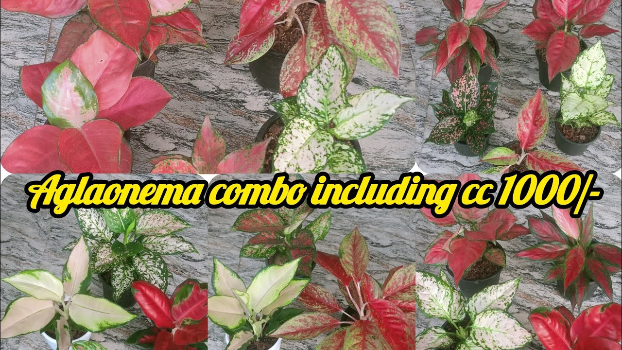 Aglaonema combo including cc 1000/- contact no 7558048200