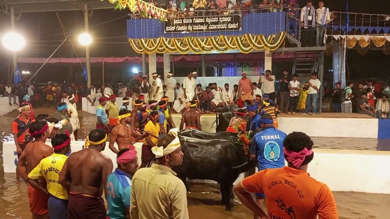 Mangalore kambala estondu sundara🐂🐂🏃