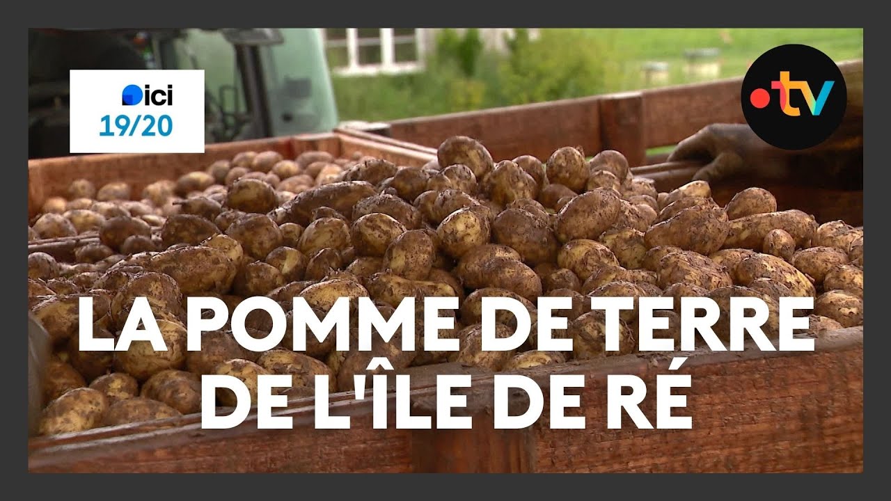 La pomme de terre de l'île de Ré, une des stars des étales des marchés français