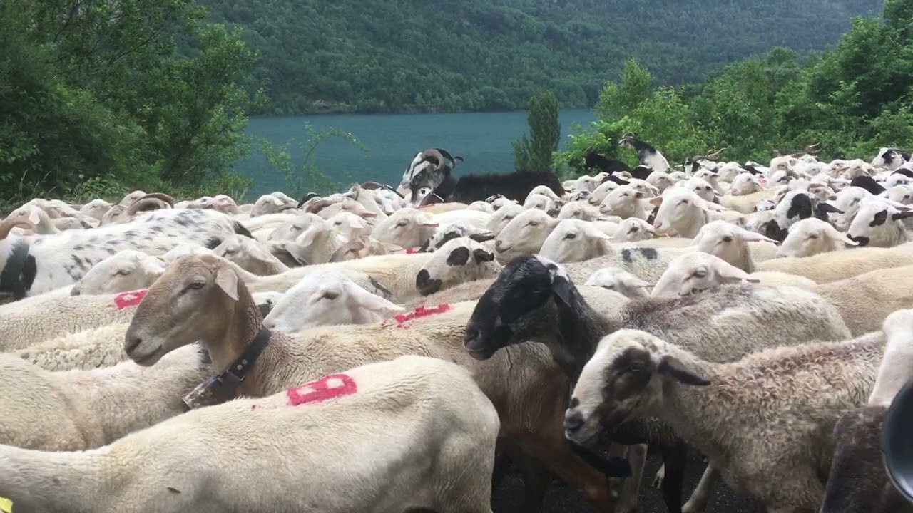 TRANSHUMANCIA DE GANADO OVINO AL VALLE DE TENA ( PIRINEO DE ARAG&Oacute;N)