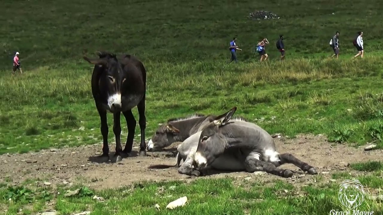 Lombardia- Alpe Angeloga e Rifugio Chiavenna- HD