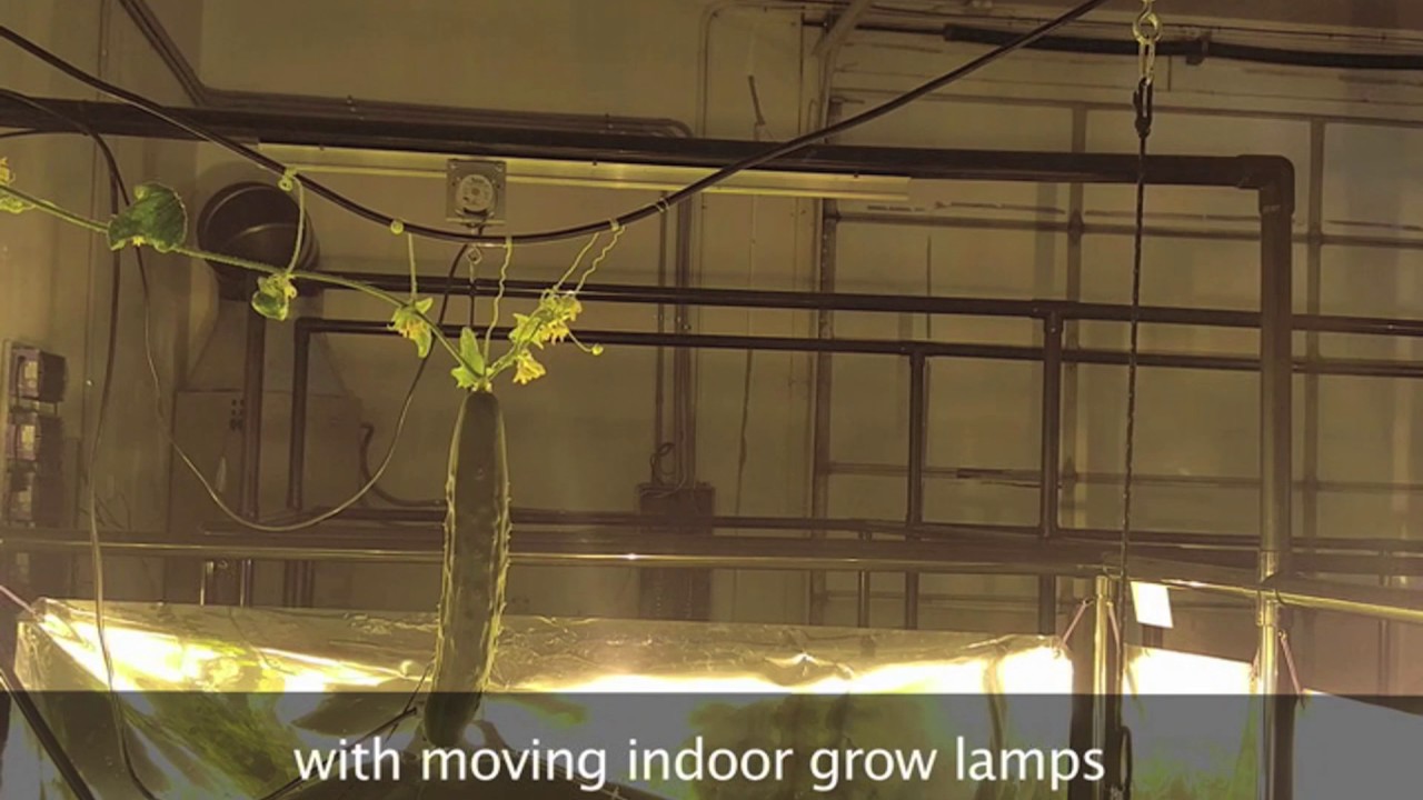 Cucumbers have a thing for LightRail Light Movers
