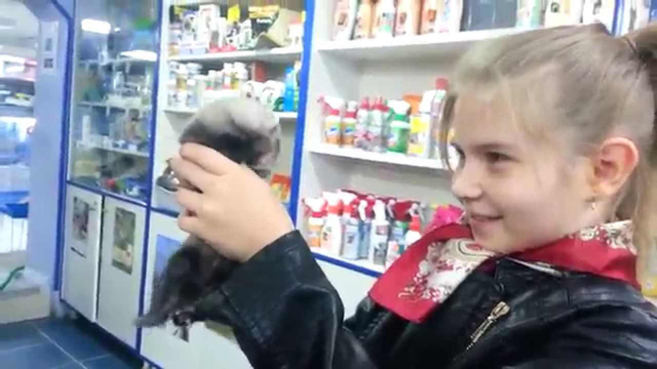 Хорек, поход в ЗОО магазин, прогулка