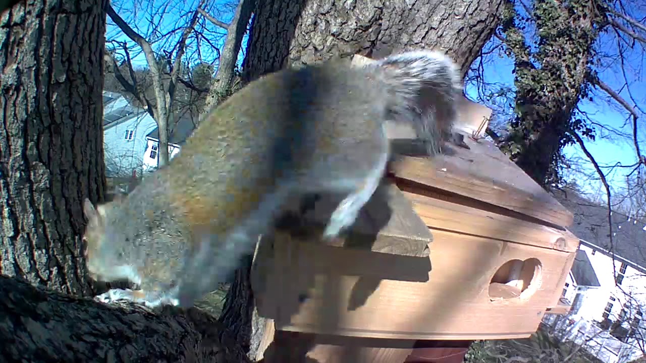 ep022 Restless squirrel exploring new nesting box #cute #squirrel #nesting