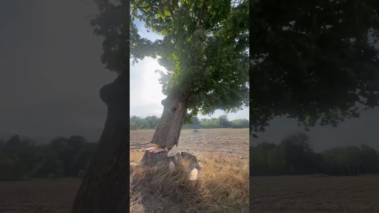 Клен гигантских размеров упал и разломался🫣😱#arboristika #arboristlife #stihl#husqvarna592xp #tree