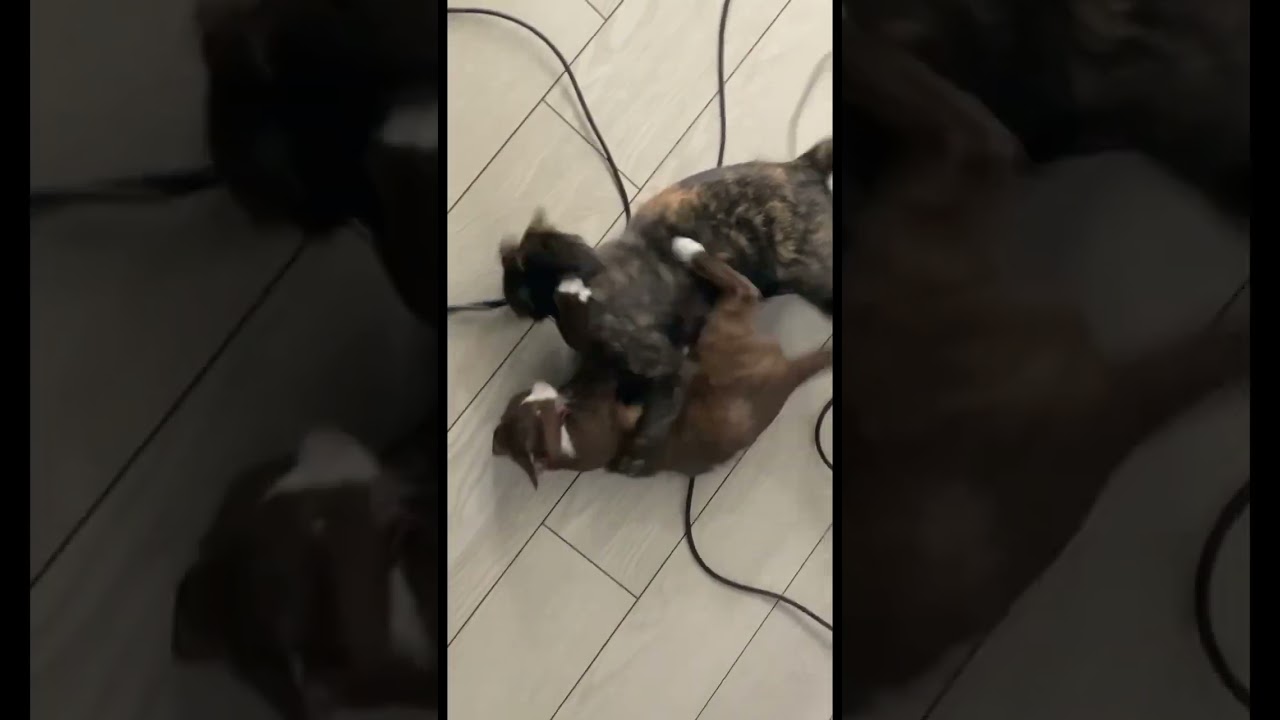 Cat fight