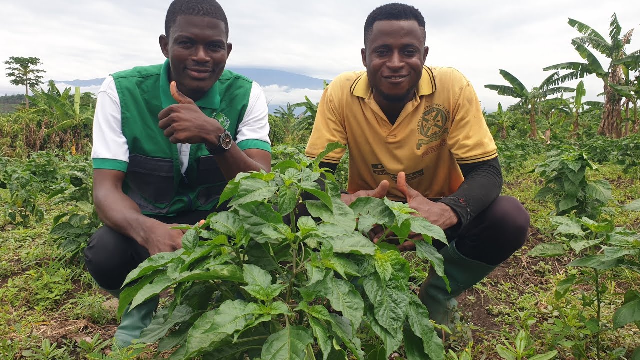 You won't believe what this young man is doing as a pepper farmer in Cameroon. #trendingvideos