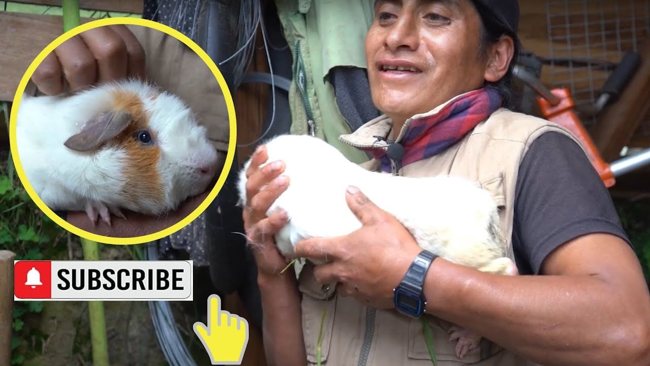 Cómo criar cuyes de buena genética