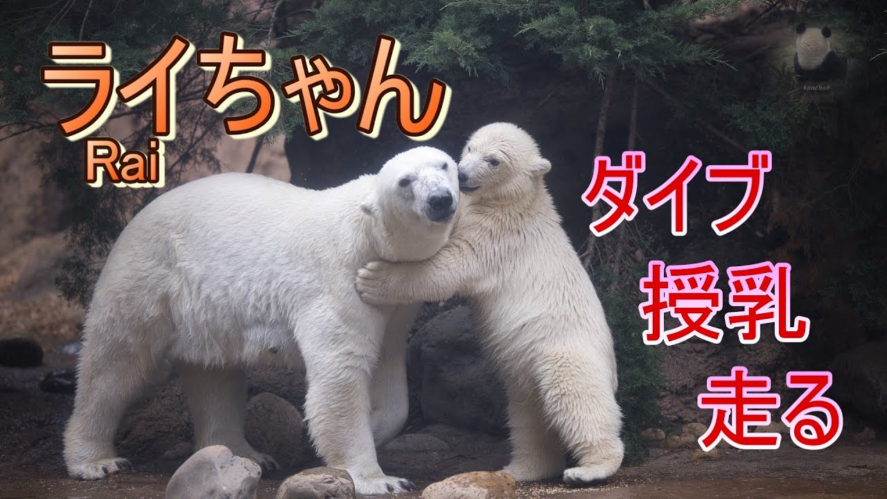 ライちゃん ダイブ・授乳・走る【A polar bear cub, Rai】