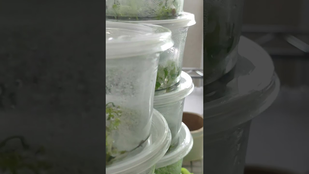 Cultivo In Vitro de Plantas Starter Kit 🌿🧪🧑&zwj;🔬#planttissueculture #tissueculture #invitro
