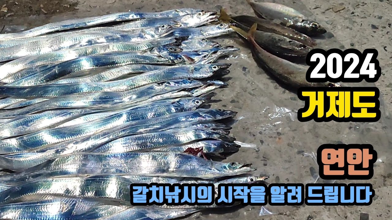 [ 출항 52 ] 2024년 거제도 연안 갈치낚시의 시작을 알려 드립니다.