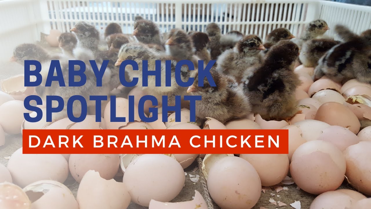 Baby Dark Brahma Chicken Breed | Cackle Hatchery