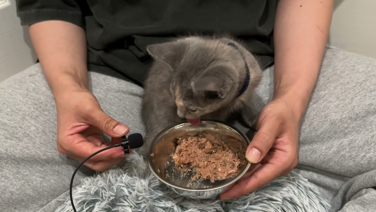 CAT ASMR | Little tortie kitten eats churu and pate kibble mix