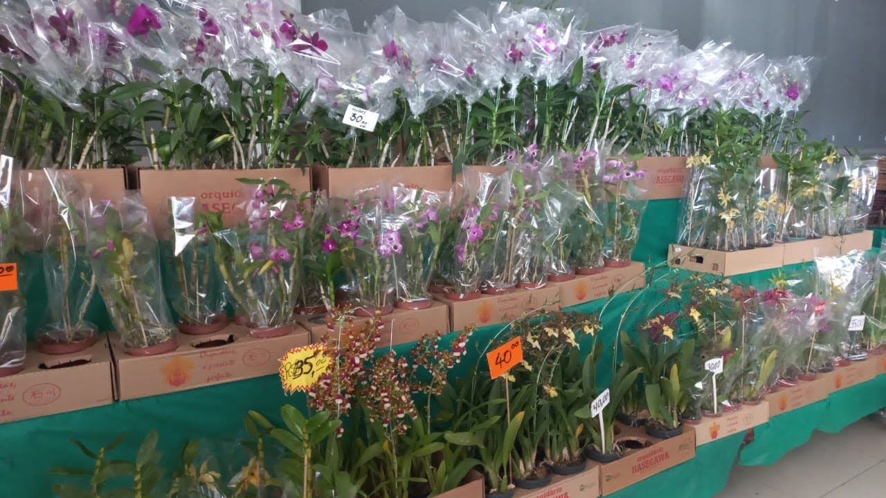 FEIRA DE ORQUÍDEAS E ROSA DO DESERTO 🌺 Dias 9,10 e 11/05/2025