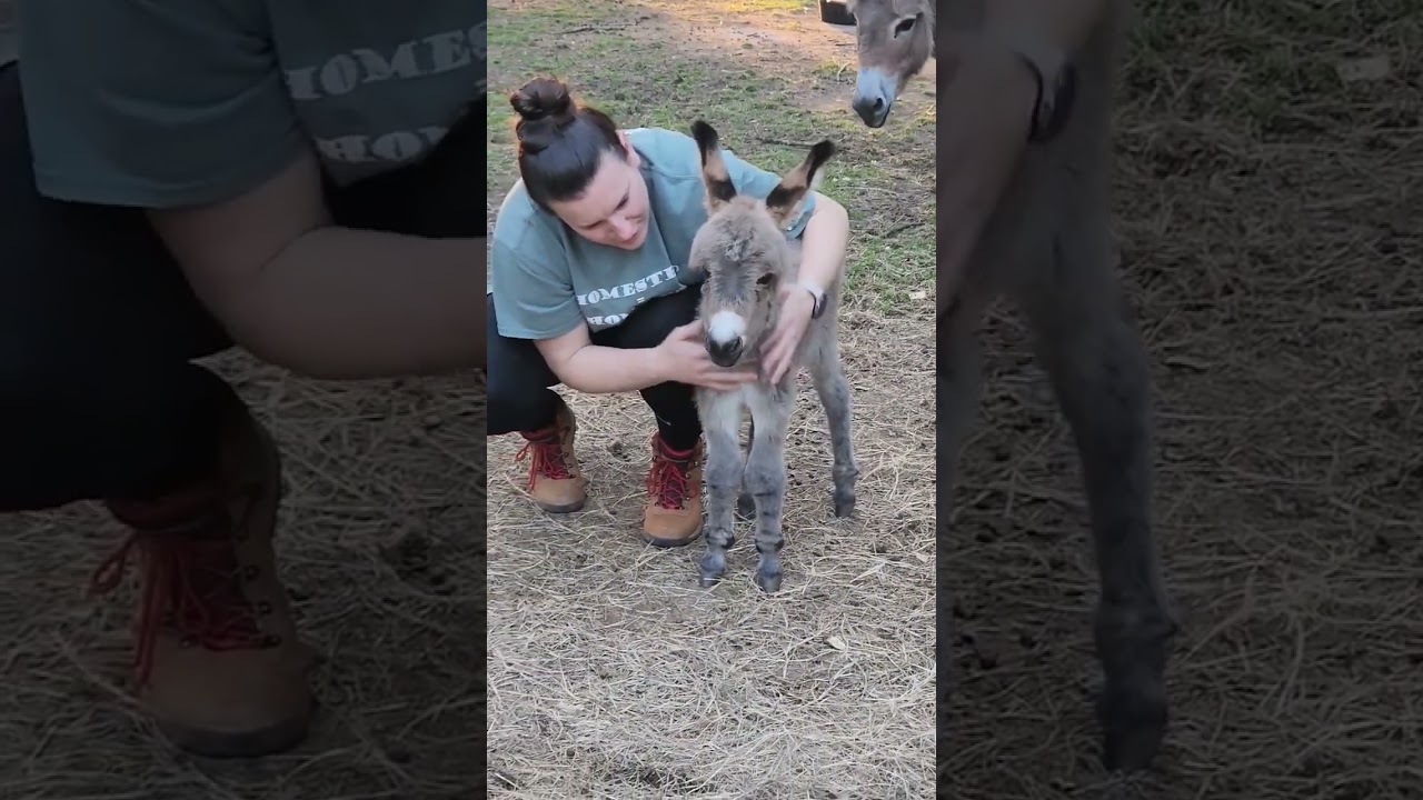 Loving On Our Baby Donkey 🫏 &hearts;️