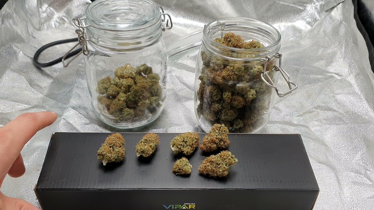 Viparspectra XS1000 Review with Cookies Gelato, Harvest Results #12