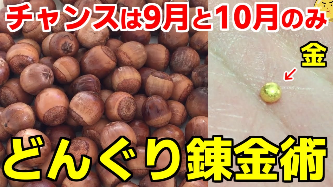 元手0円から金を作る！拾ったどんぐりにあることをしたらメルカリで完売してヤバイ
