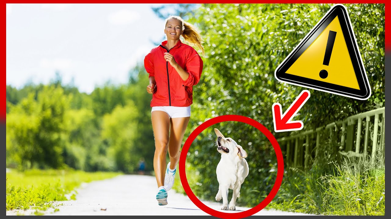 &iquest;Es MALO salir a CORRER con tu PERRO? 🏃&zwj;♀️🚨 - &iquest;C&oacute;mo DEBES HACERLO? ✅