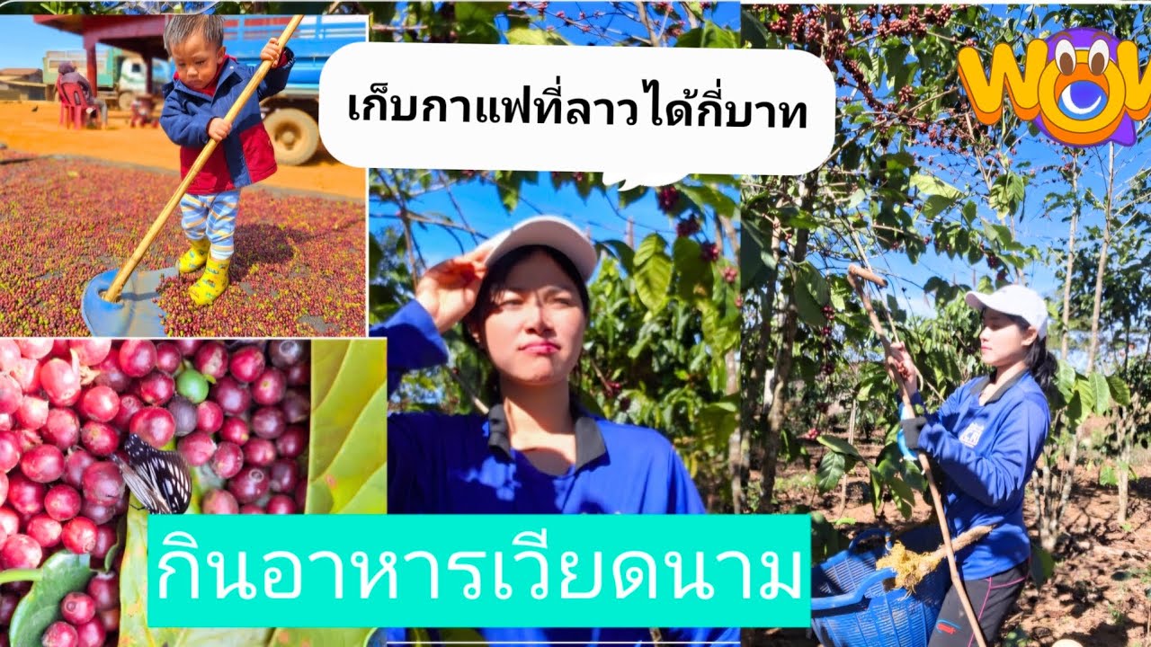 เก็บกาแฟในรอบ8ปี  เก็บกาแฟโลบัสต้าได้ตังค์กี่บาท #กาแฟลาว #สะใภ้ลาวเขยไทย #ลาวไทย 