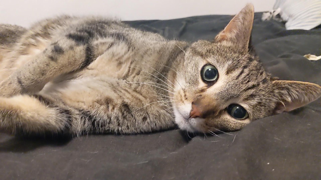 Cat Just Wants Some Love!