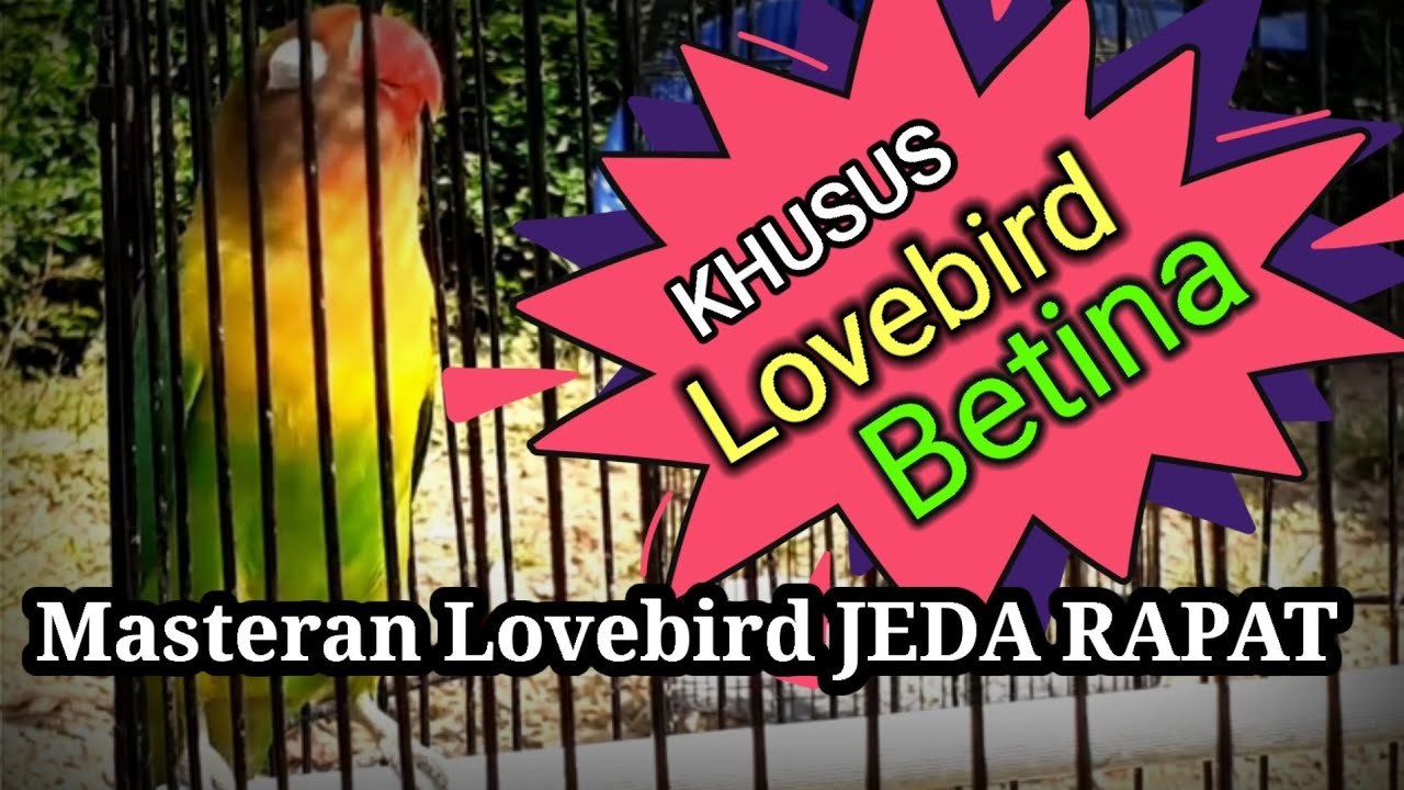 masteran lovebird jeda rapat || KHUSUS BETINA