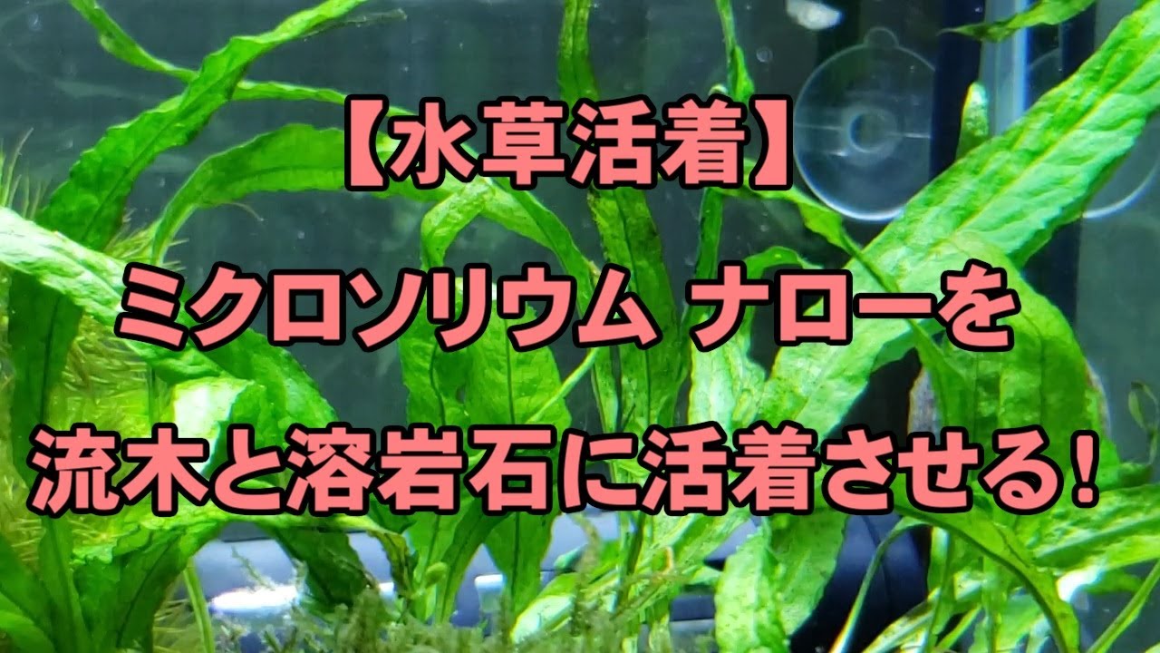 【水草活着】ミクロソリウム ナローを流木と溶岩石に活着させる