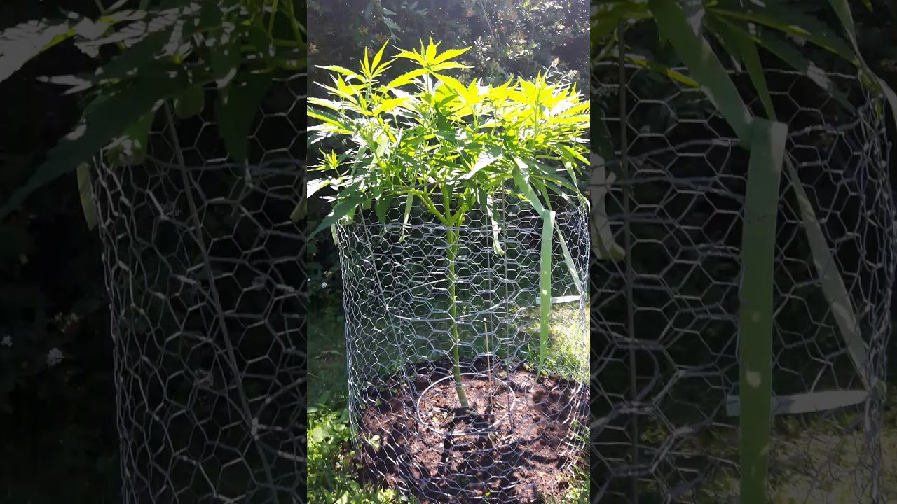 Outdoor Cannabis garden 2020
