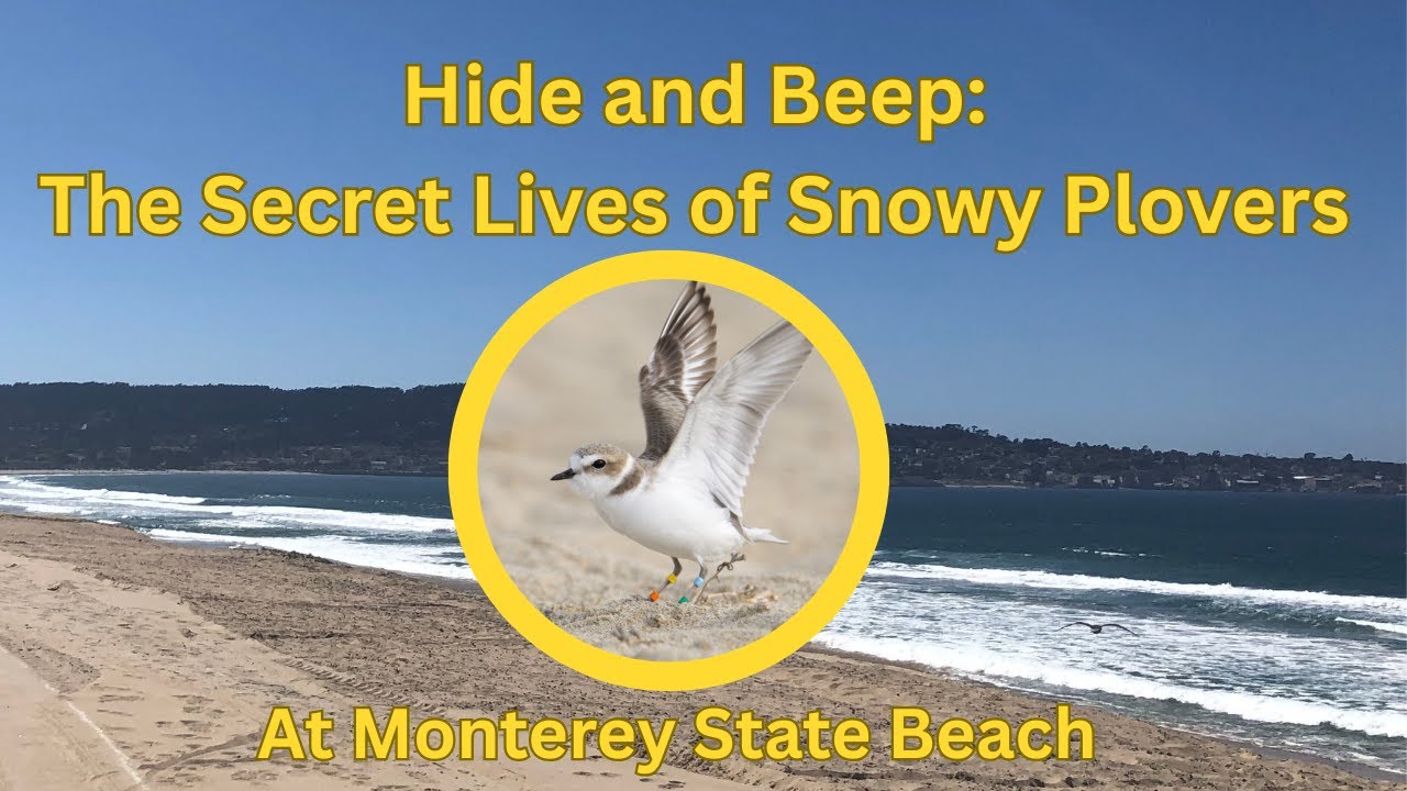 WORLD OCEAN WEEK: Hide and Beep: The Secret Lives of Snowy Plover Birds at Monterey State Beach