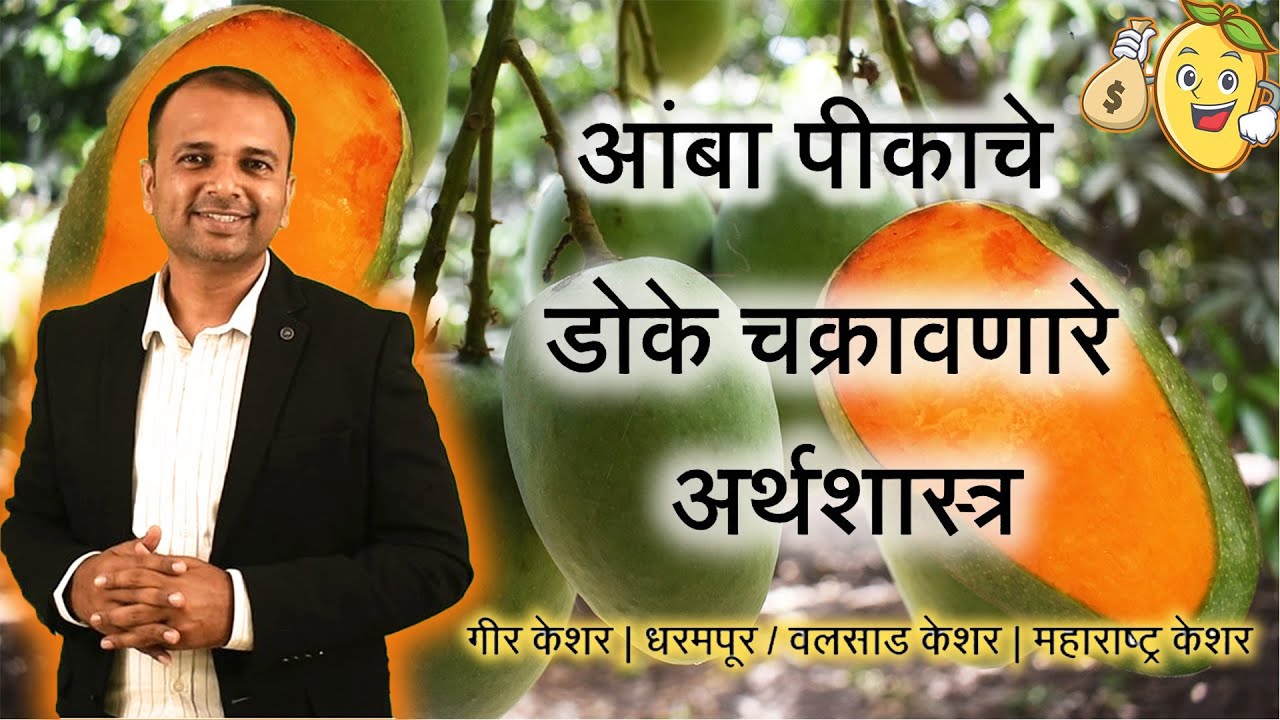आंबा पीकाचे डोके चक्रावणारे अर्थशास्त्र | Mango crop Economics | Amol Shete | Sankalp Farm Solutions