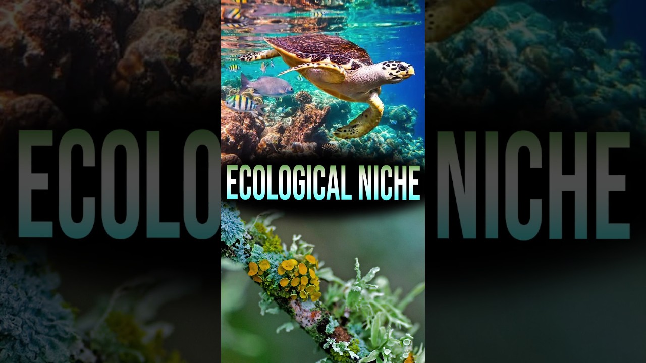 Ecological Niche