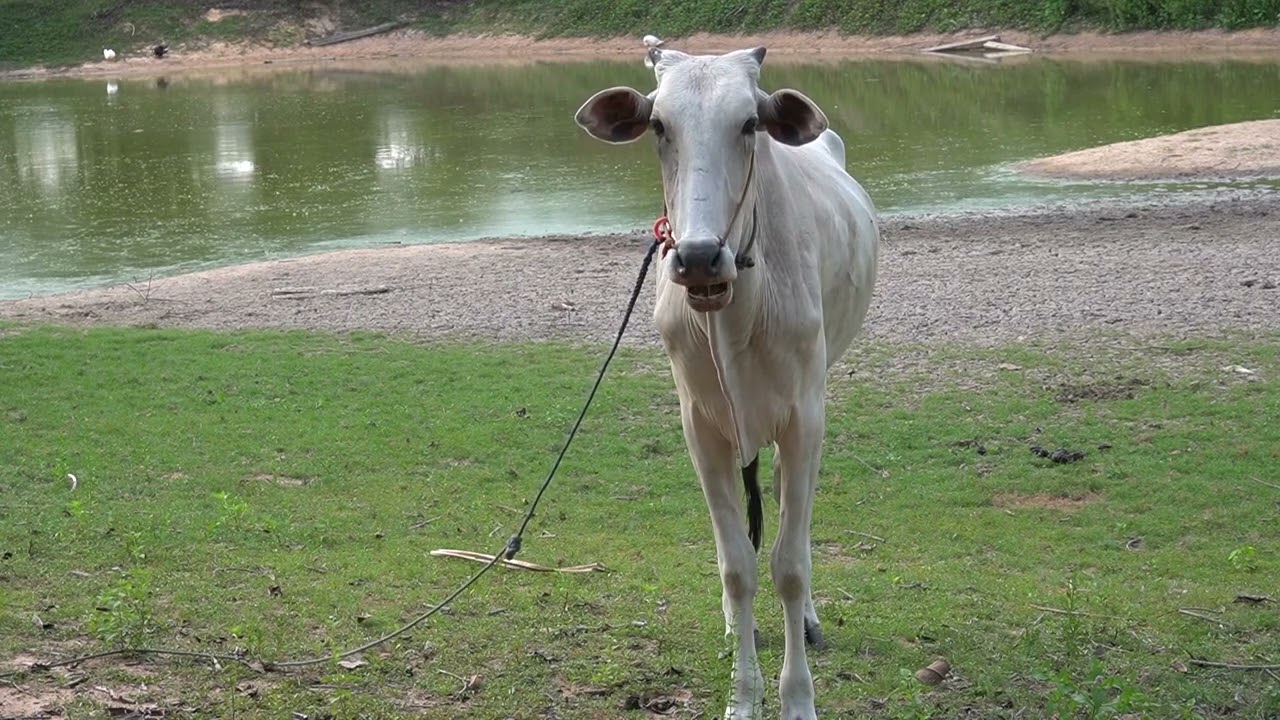 cow, cattle, amazing cattle, top cow video, #cow, #cattle, episode 8326