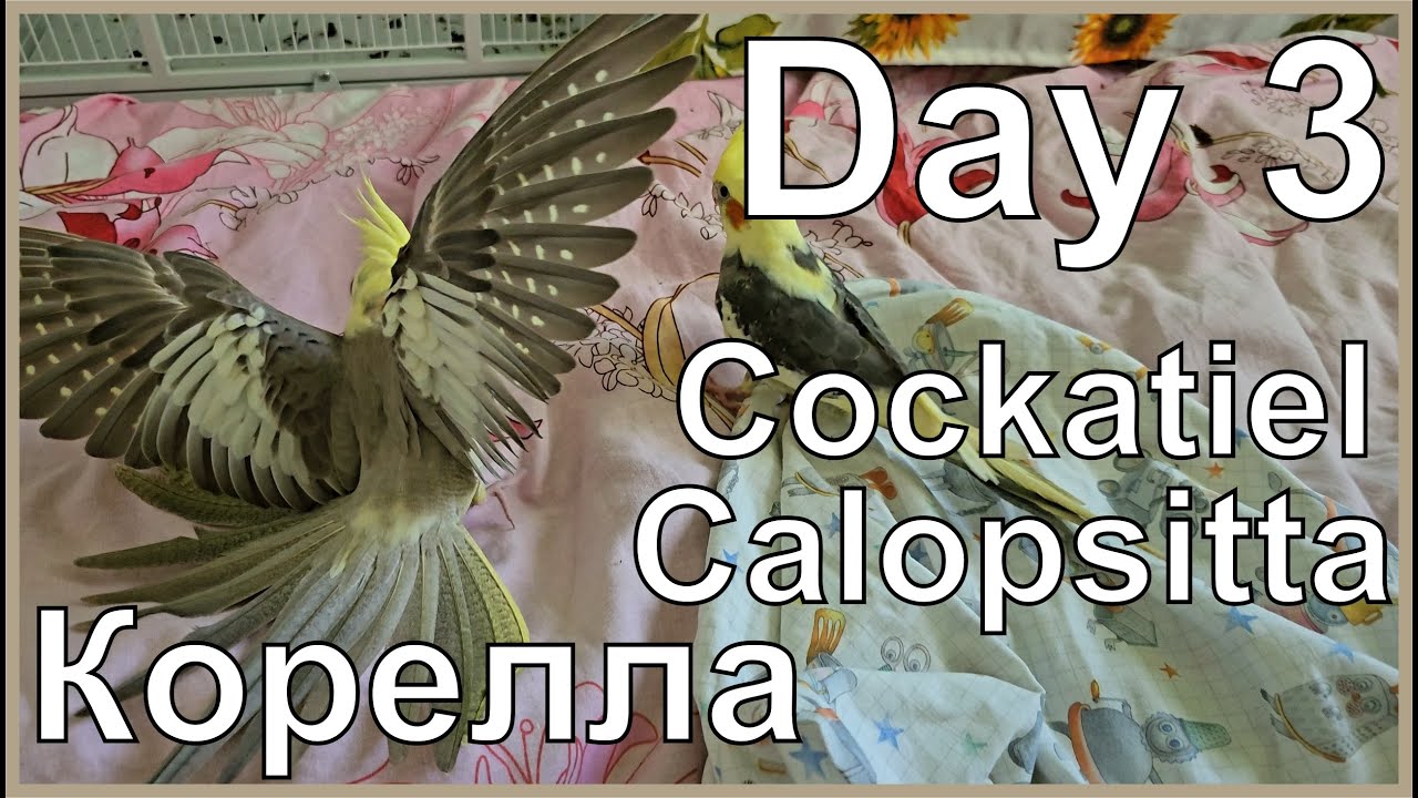 Funny Cockatiel Apollosha. Day 3. Life of Cockatiel. Vita da calopsitta. Жизнь кореллы