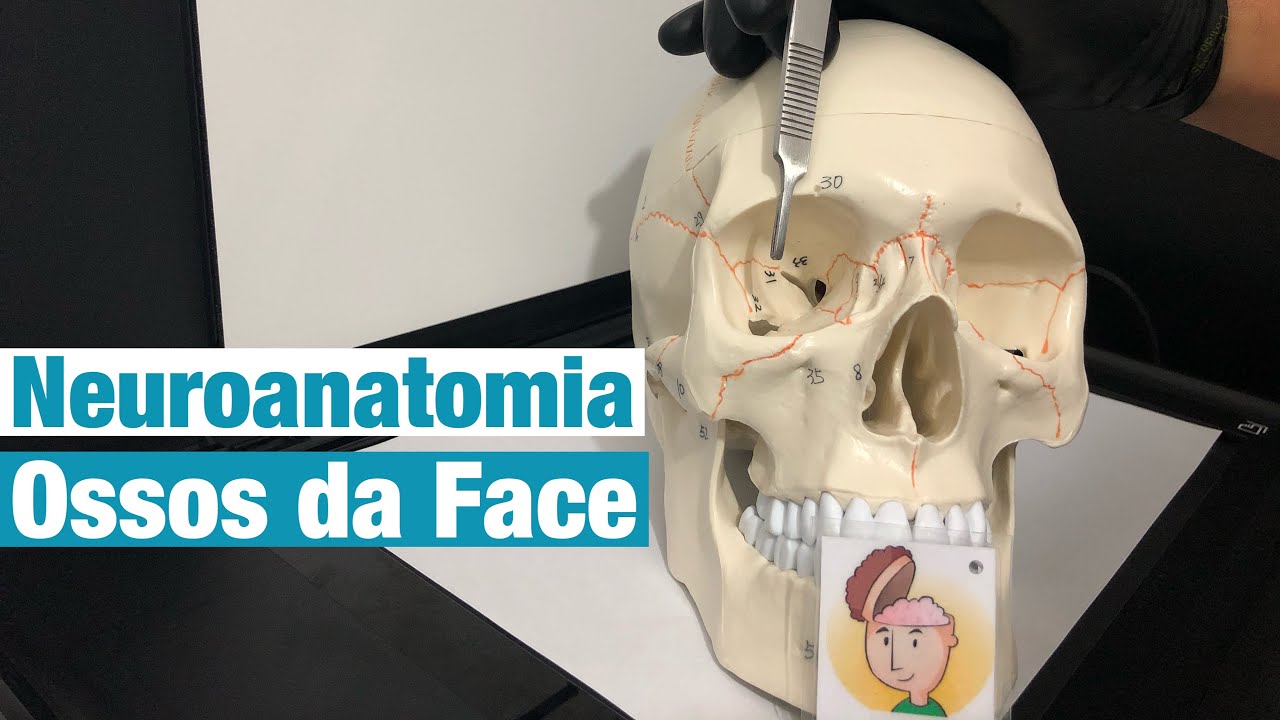 Ossos da Face -  Neuroanatomia