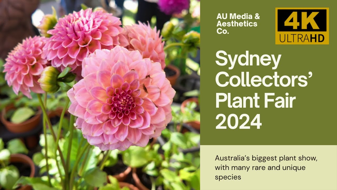 Collectors' Plant Fair Sydney 2024 [4K60 HDR] Walk through Australia's BEST rare plant show