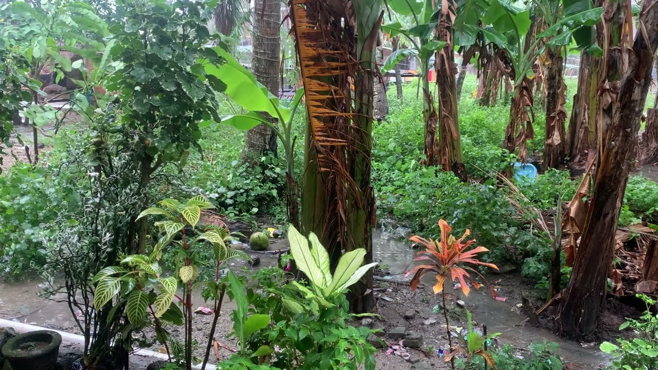 Rain in the Forest with Wind Through Trees Relaxing Nature Sounds for Study & Focus