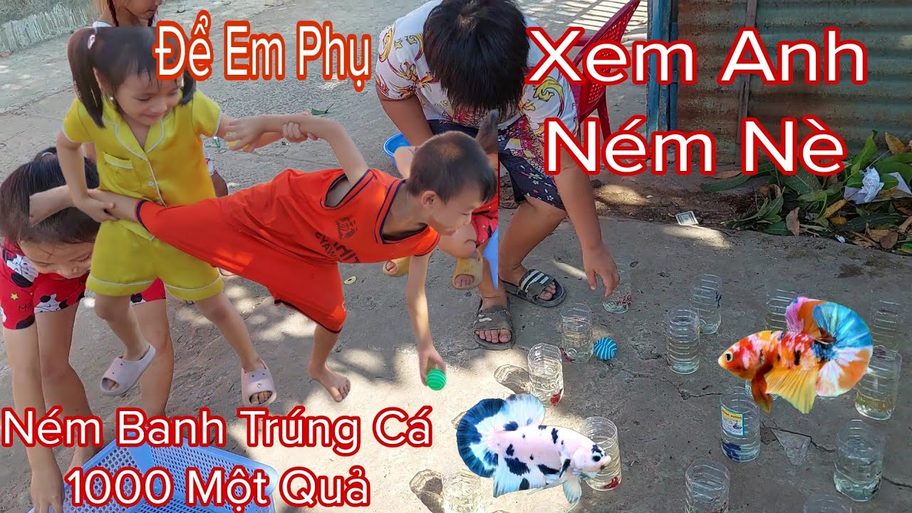 Ném Banh Trúng Cá Betta Toàn Cá Betta Đẹp Một Nghìn Một Trái