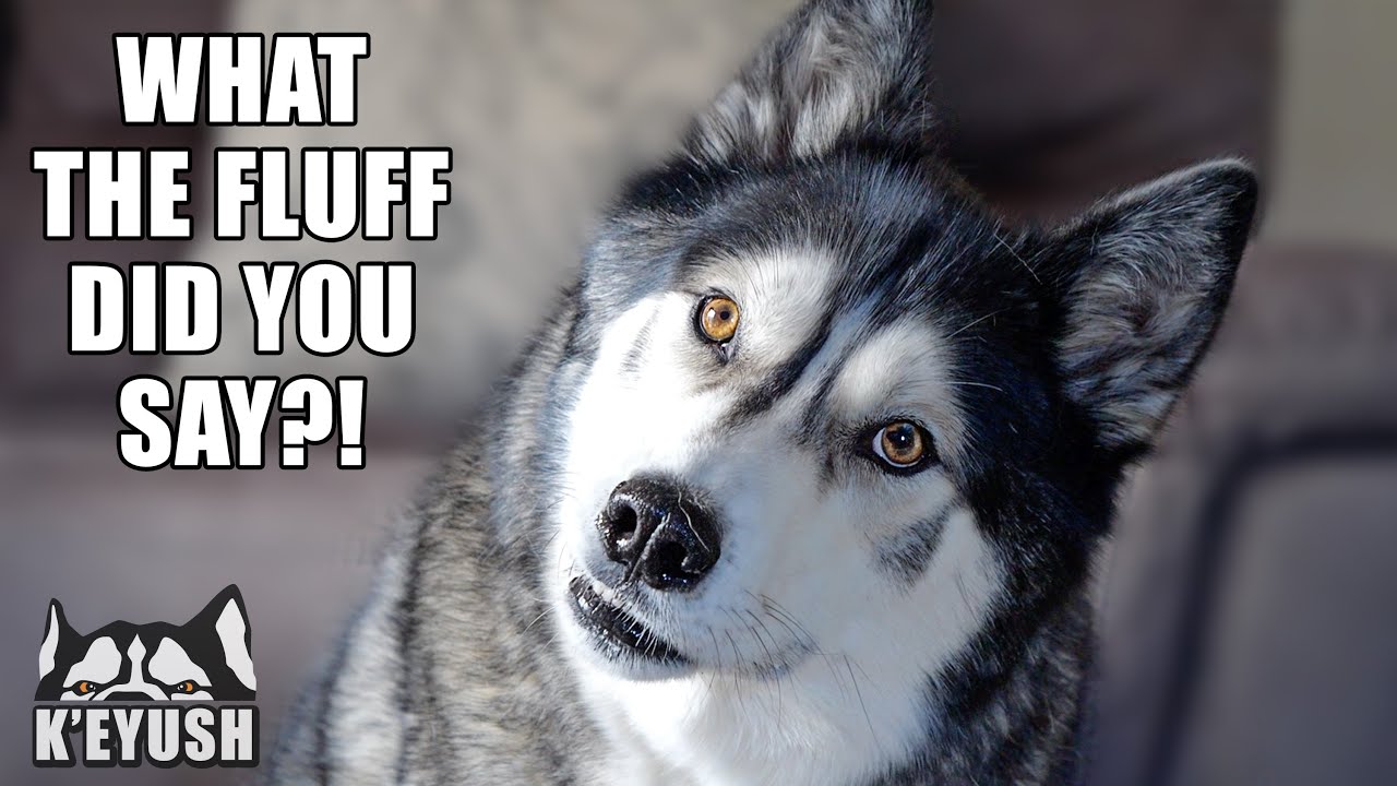 Why I Can NEVER Say My Husky’s Best Friend’s Name! He's So Shocked!