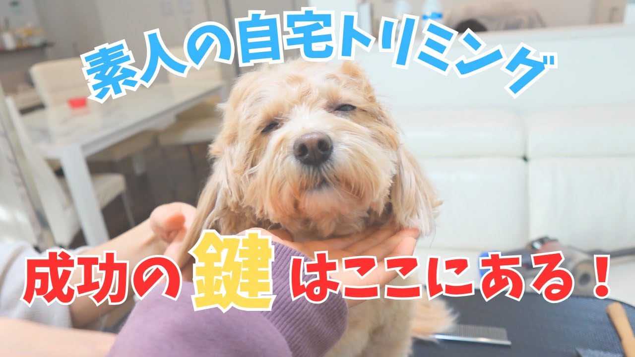 【初心者必見】犬の自宅トリミング、失敗しない方法を伝授！