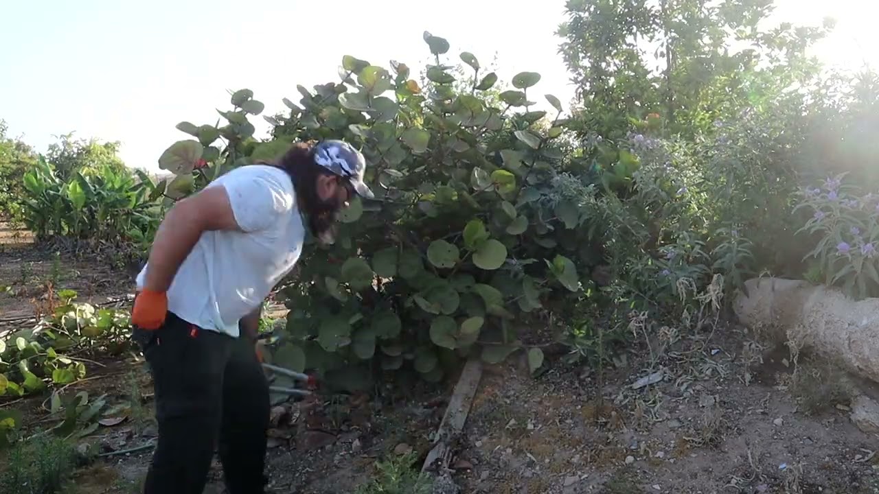 Pruning Sea Grape