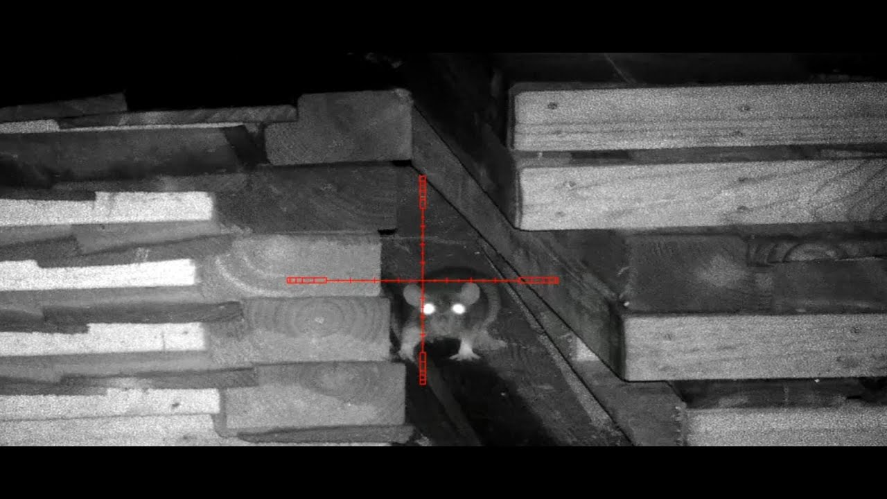40+Rats- A rat bonanza down the farmyard - night vision rat hunting
