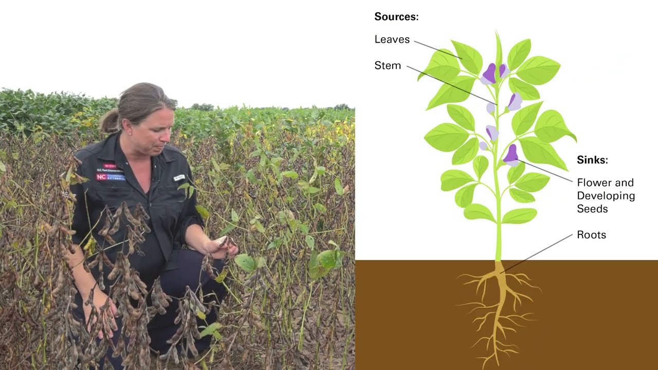 Understanding Green Stem in Soybeans