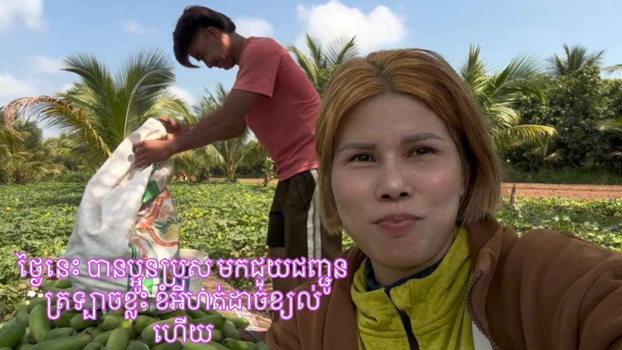 #winter melon Khmer #Khmer vegetables# winter melon farm#countrylife #ជីវិតជាកសិករ #cambodiagirl 