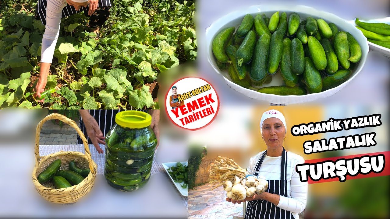 BU TARİFE DİKKAT !!!! YAZLIK ORGANİK SALATALIK 🥒 TURŞUSU !!! KÖY MAHSULÜ ( A,B,C,K VİTAMİN DEPOSU )