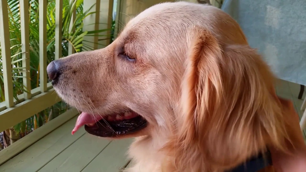 Funny Compilation of Dog Burps - English Cream Golden Retriever Belching After Eating Video