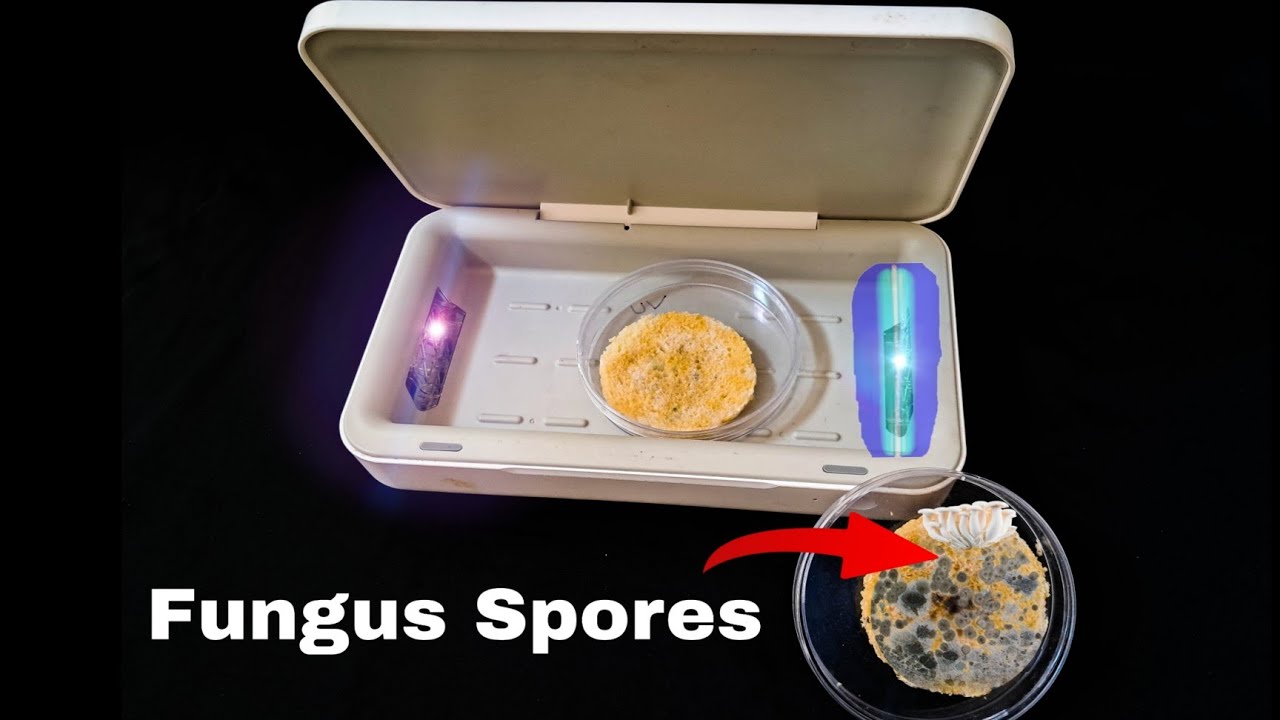 Do the UV light Kills Fungus? | How to grow Fungus