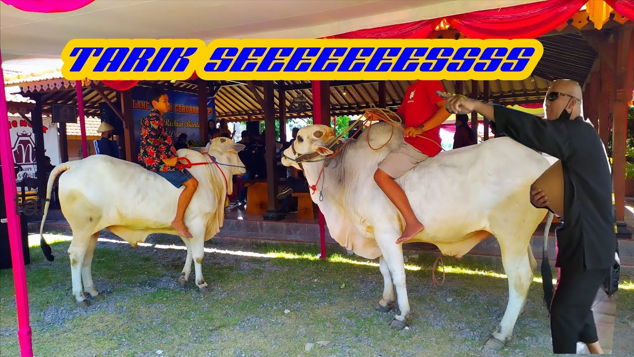 Ambal Warsa Paguyuban Gerobak Sapi Guyub Rukun Bantul ke-6 (sapi ikut joget)