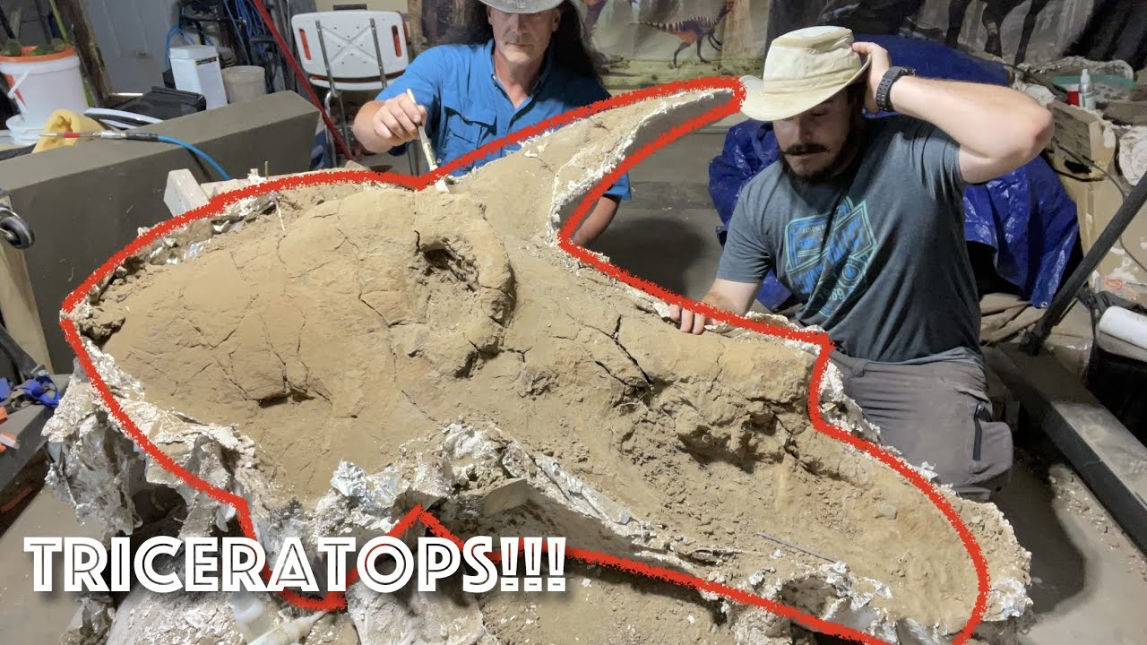 Dinosaur Skull Preparation: Alice the Triceratops | Part 1