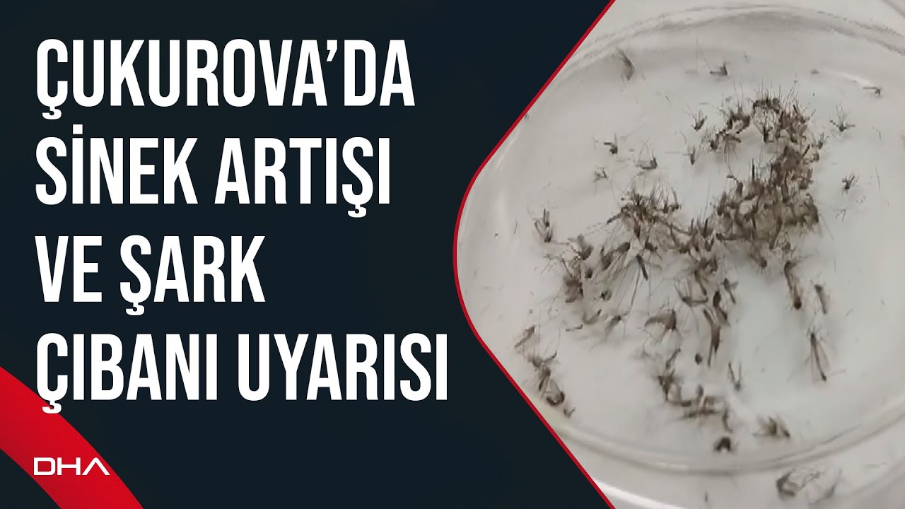 Narenciyenin döküldüğü Çukurova’da sinek artışı ve şark çıbanı uyarısı
